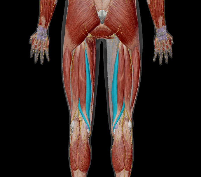 <p>name the muscle + action</p>