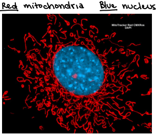 <ul><li><p>Plentiful mitochondria in the cell</p></li><li><p>Lacks introns</p></li><li><p>Limited recombination because haploid</p></li><li><p>Mix of highly variable and conserved regions</p></li></ul><p></p>