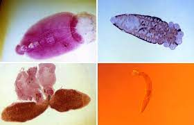 <p>Exoparasitic flatworm, simple life cycle</p>