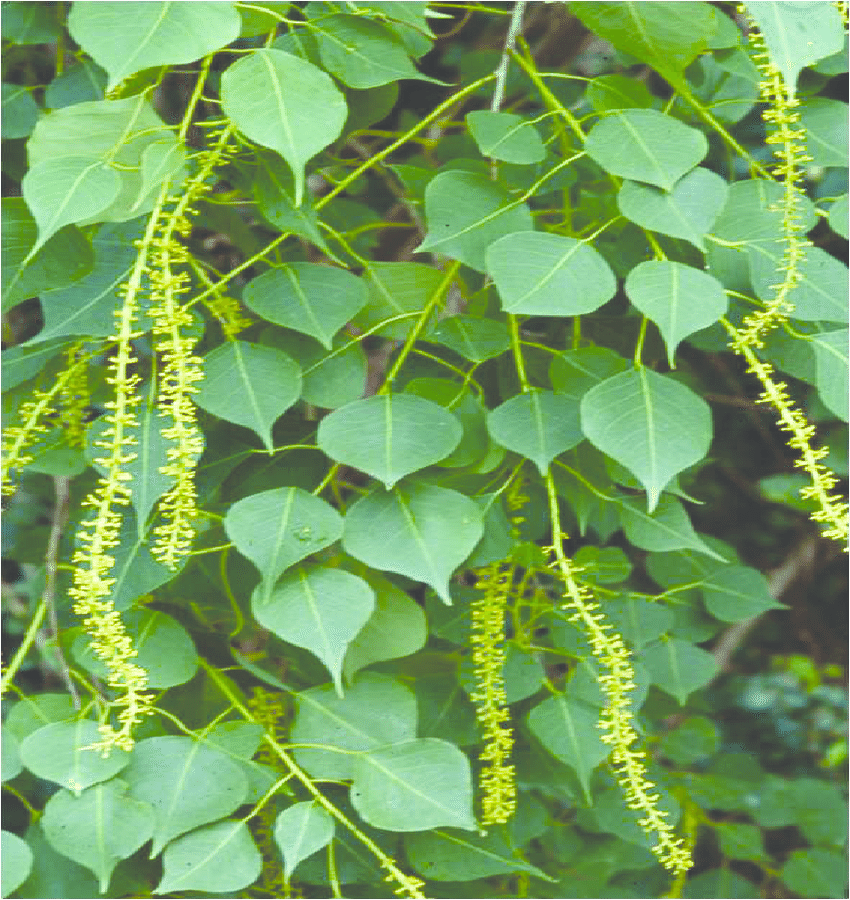 Chinese Tallow tree