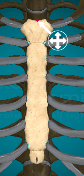 <p>the top little curve</p>