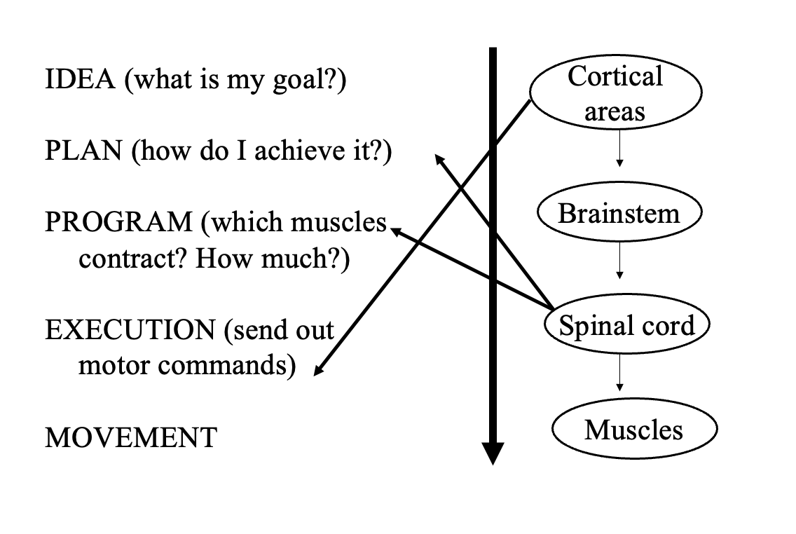 <ul><li><p>cortical areas are involved in direct execution of motor system</p></li></ul><p></p>