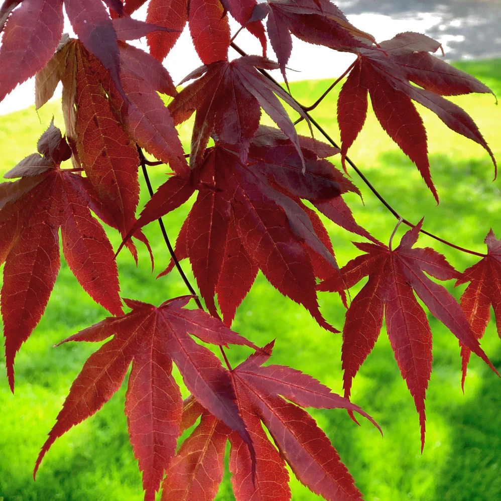 <p>Acer Palmatum</p>