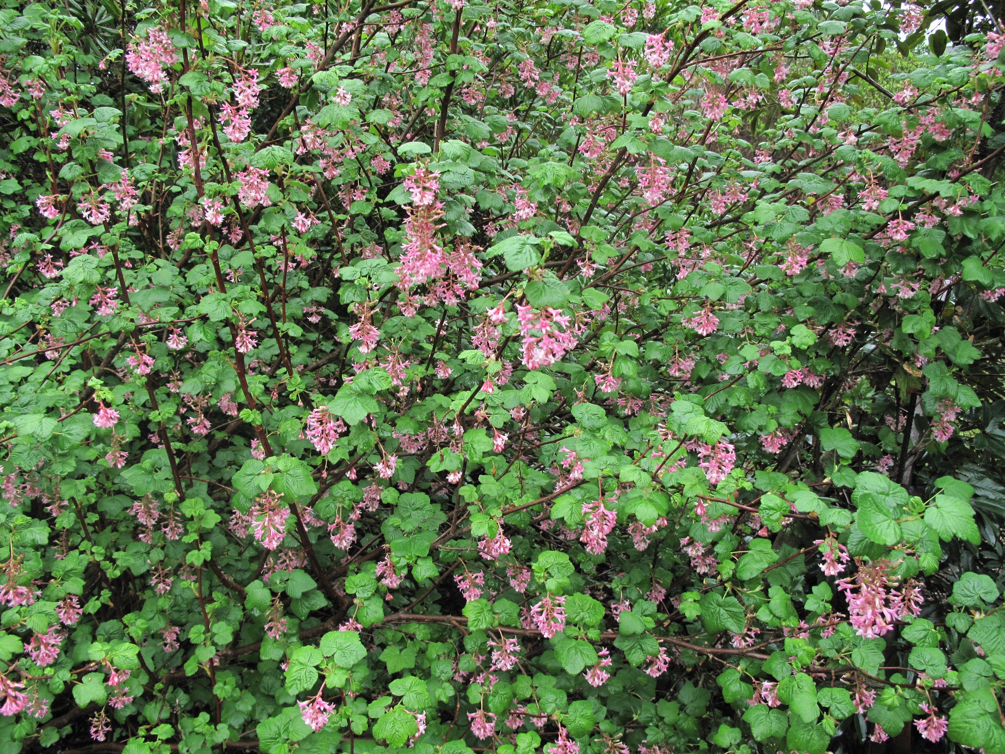 <p>ribes sanguineum</p><p>Characteristics: lobed leaves, small bottle brush arranged five petal flowers, leafs out early—important pollinator, 2nd WPBR host</p>