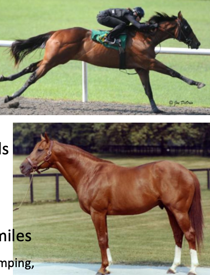 <p>Thoroughbred</p><p></p><p>Origin: England</p><p>Color: Any</p><p>Body: 14.2-17 hands</p><p>Traits: Fast</p><p>Purpose: Ruse ¾ to 2 miles. Also dressage, jumping, eventing, cross country, etc.</p>