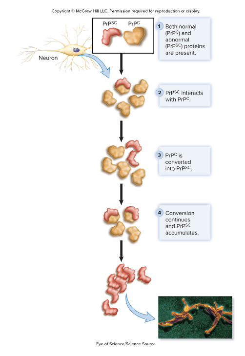 <p>If you consume a prion protein, it will go to the CNS and interact with the normal protein and convert it into a prion protein</p><ul><li><p>they keep doing that until you have a lot of prion proteins in the CNS, causing neuro-degeneration</p></li><li><p>In order for replication to happen, the normal protein (<span>PrP</span><sup><span> C</span></sup><span>) must be present</span></p><ul><li><p>The mutated form of the protein is called <span>PrP</span><sup><span>SC</span></sup></p></li></ul></li><li><p>Types of prions usually stay within specific species</p><ul><li><p>sometimes they can be spread between species, like Mad Cow disease</p></li></ul></li><li><p>It takes a long time after the initial exposure to exhibit symptoms (takes months to years)</p></li></ul><p></p>