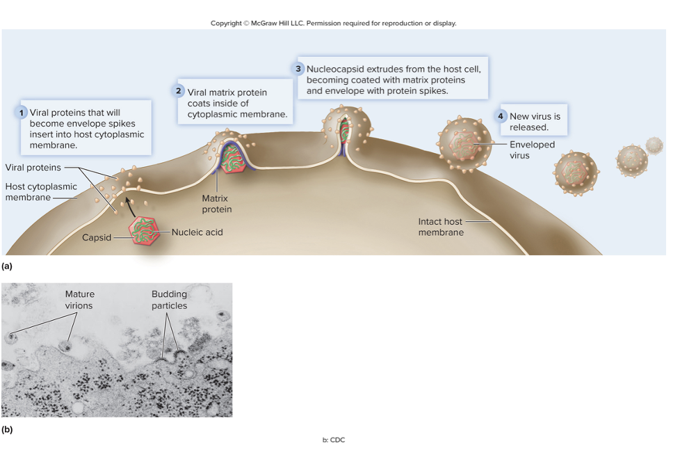 <p>To release itself from the host cell, enveloped viruses…</p><ul><li><p>Go through budding where it pushes through this part of the membrane with the matrix proteins. Membrane wraps around nucleocapsid, and then we release the new enveloped virus</p></li><li><p>Can also leave through exocytosis</p><ul><li><p>gets its membrane from some internal membrane bound organelle, then leaves through exocytosis</p></li></ul></li><li><p>Some will lyse the host cell to exit</p></li></ul><p>Naked viruses…</p><ul><li><p>Can only leave through exocytosis</p></li><li><p>Some viruses will lyse the host cell and exit that way as well</p></li></ul><p></p>