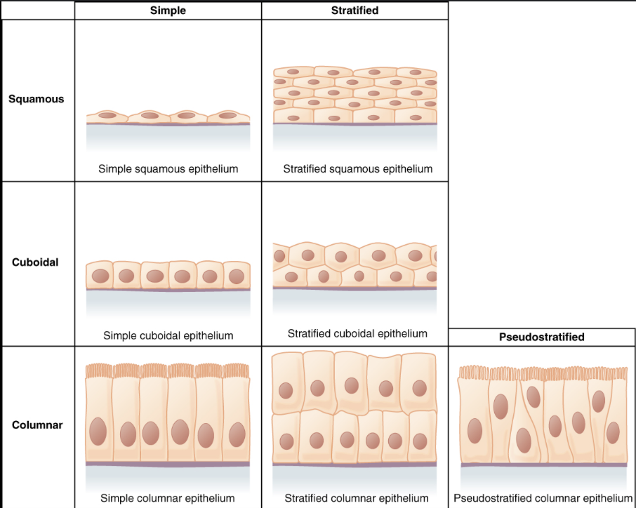 <p>Simple —&gt; one layer</p><p>Stratified —&gt; multiple layers</p><p>Pseudostratified —&gt; one layer but looks like multiple</p><p>Cuboidal —&gt; cube shaped</p><p>Columnar —&gt; long and narrow</p><p>Squamous —&gt; flat, scale like </p>