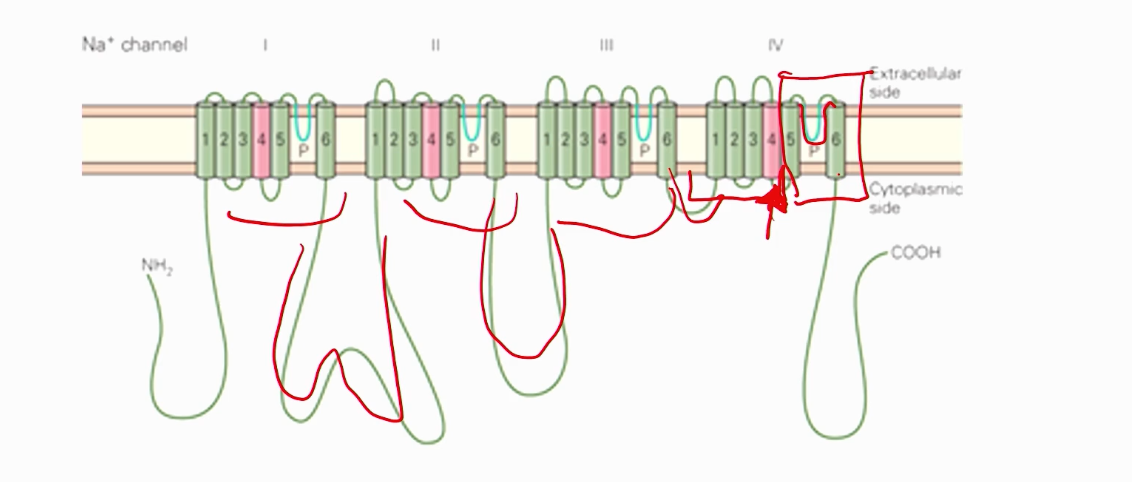 <ol><li><p>also have a pore</p></li><li><p>selectively pass Na+ </p></li><li><p>voltage also induces a conformational change in voltage-gated sodium channels </p></li></ol><p></p><p>Differ..</p><p>Besides opening/closing, voltage-gated sodium channels can also INACTIVATE.</p><p>Instead of 4 different subunits like in K+, we repeat the voltage channels in the same gene as they are all connected. </p><p></p>