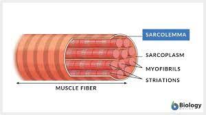 <ul><li><p>Bits of it fold inwards across the muscle fibre and stick into the sarcoplasm</p></li></ul><p></p><ul><li><p>These folds are called transverse tubules </p></li></ul><p></p><ul><li><p>The transverse tubules help spread electrical impulses throughout the sarcoplasm so they reach all parts of the muscle fibre </p></li></ul>