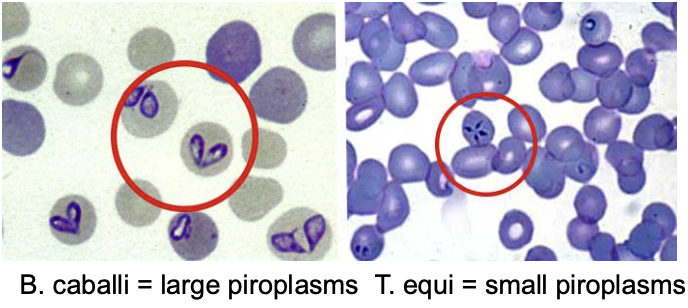 <p>-visualization of parasites in RBCs in early stages of dz during parasitemia</p><p>-PCR </p><p>-serology--> cELISA (seroconversion occurs about 14 days post-inoculation)</p>