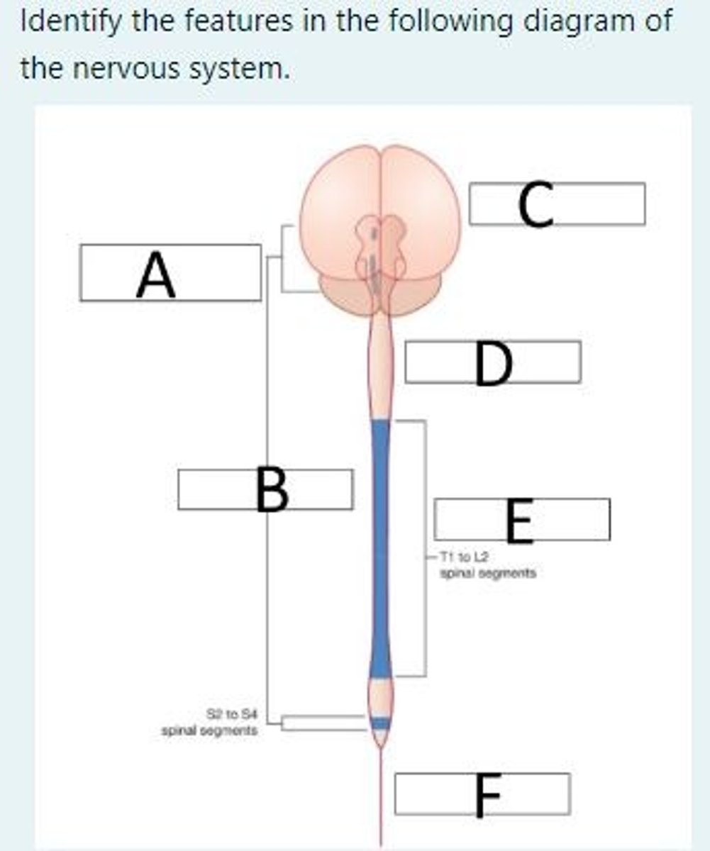 <p>A = Cranial nerves associated with parasympathetic outflow (3, 7, 9 and 10)</p><p>B = Parasympathetic nervous system</p><p>C = Brain </p><p>D = Spinal cord</p><p>E = Sympathetic nervous system </p><p>F = Filum terminal</p>