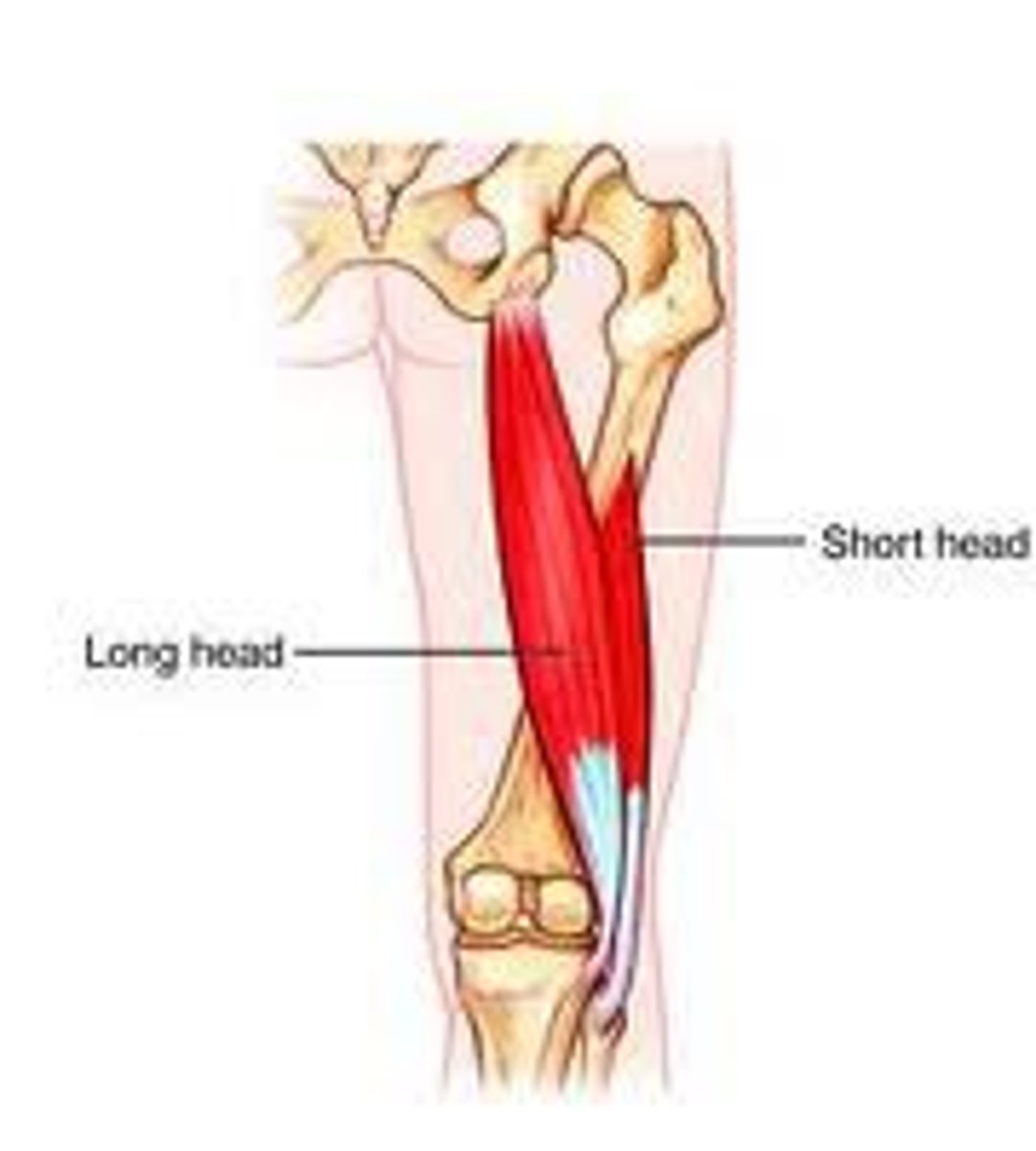 <p>long head: extends and laterally rotates hip (femur); flexes knee</p><p>short head: flexes knee</p>