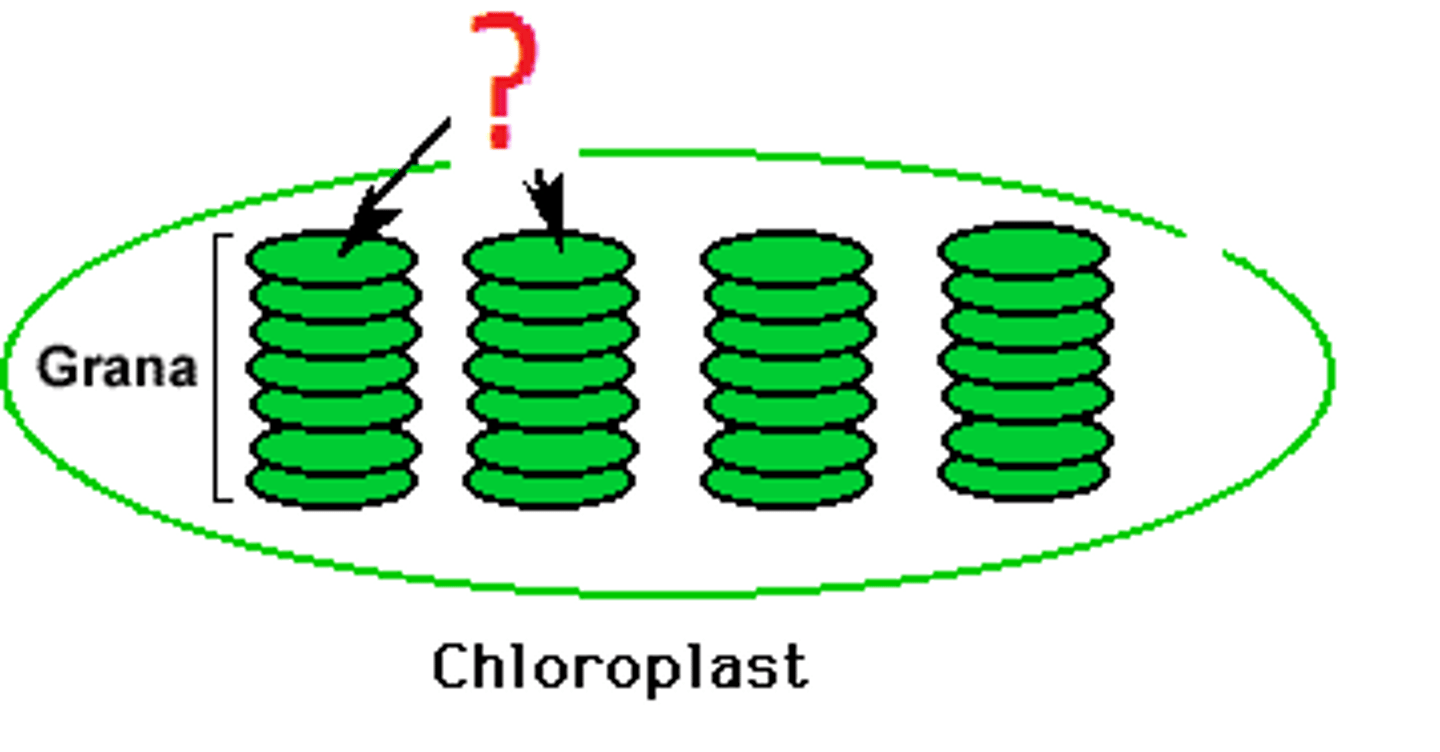 <p>saclike photosynthetic membranes</p><p>- contain essential components (pigments &amp; electron transport chains) of light reactions of photosynthesis</p>