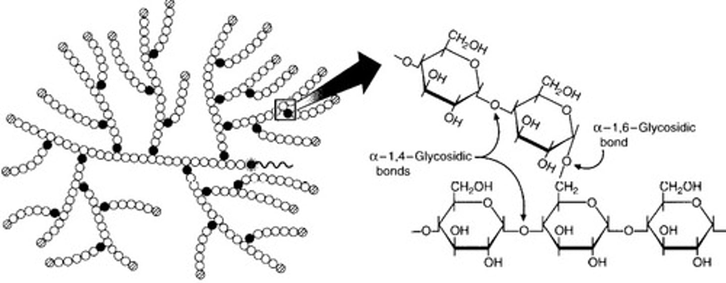 <p>- storage polysaccharide in animals<br>- made out of alpha glucoses<br>- has main chains (1 - 4 links) and branches with many 1-6 carbon bonded side chains<br>- branches increase the number of binding sites for enzymes as there are more terminal glucoses for them to bind to increasing rate of hydrolysis</p>
