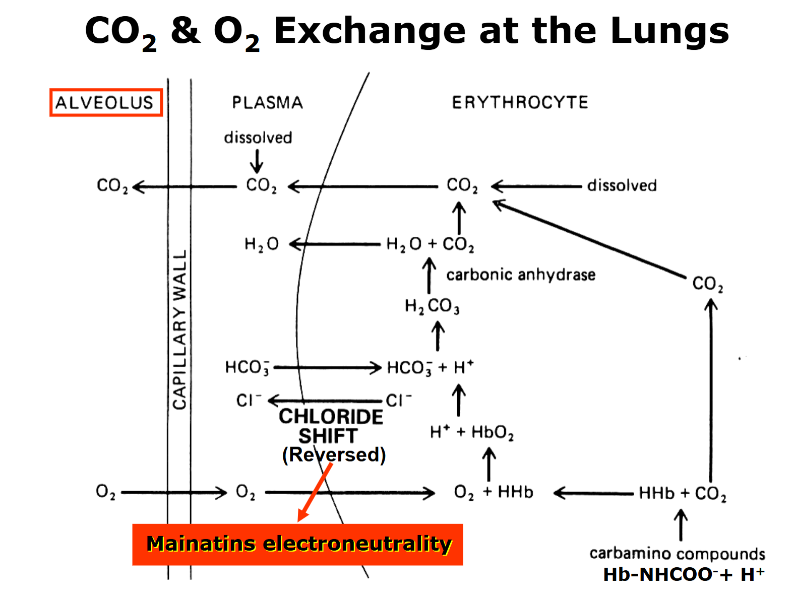 <p>Higher PO2 → displaces H+ bound to Haemglobin</p>