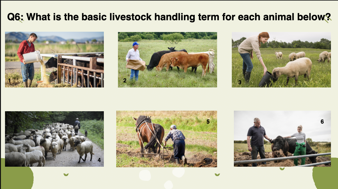 <p>The basic livestock handling term for each animal below?</p>