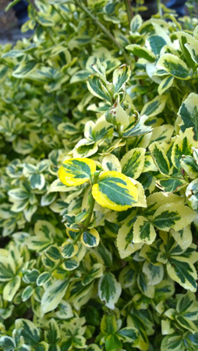<p>wintercreeper</p><p>Family: Celastraceae</p><p>- Decorative, Extensively used in landscaping</p><p>- Covers Floor</p><p>- Invasive and Everywhere!</p>