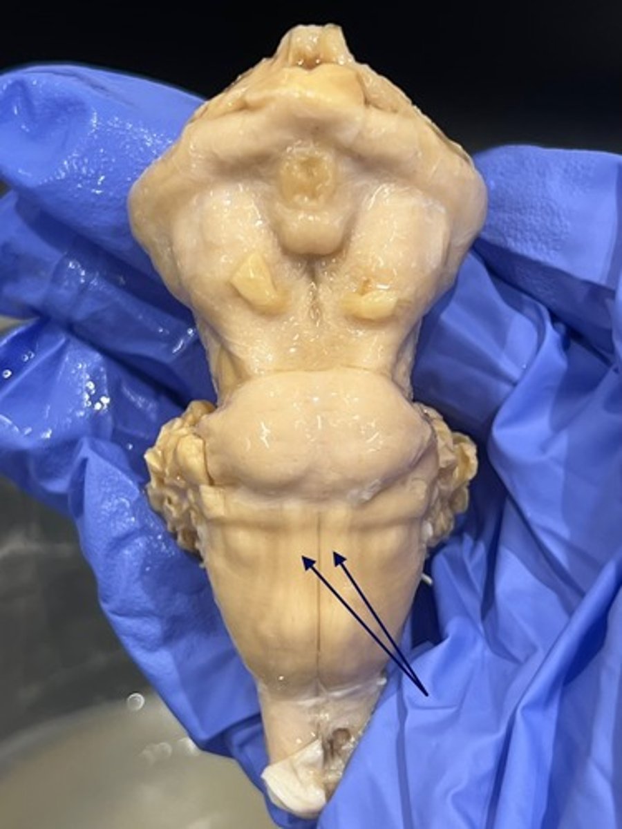 <p>tube-like bulges on the sides of the medulla</p>