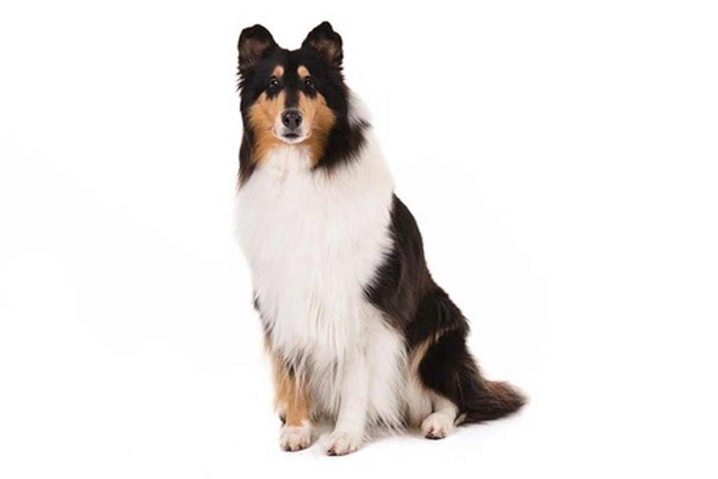 <p>Devoted, Graceful, Proud</p><p>AKC Breed Popularity: Ranks 37 of 194</p><p>Height: 24-26 inches (male), 22-24 inches (female)</p><p>Weight: 60-75 pounds (male), 50-65 pounds (female)</p><p>Life Expectancy: 12-14 years</p><p>Group: Herding Group</p>
