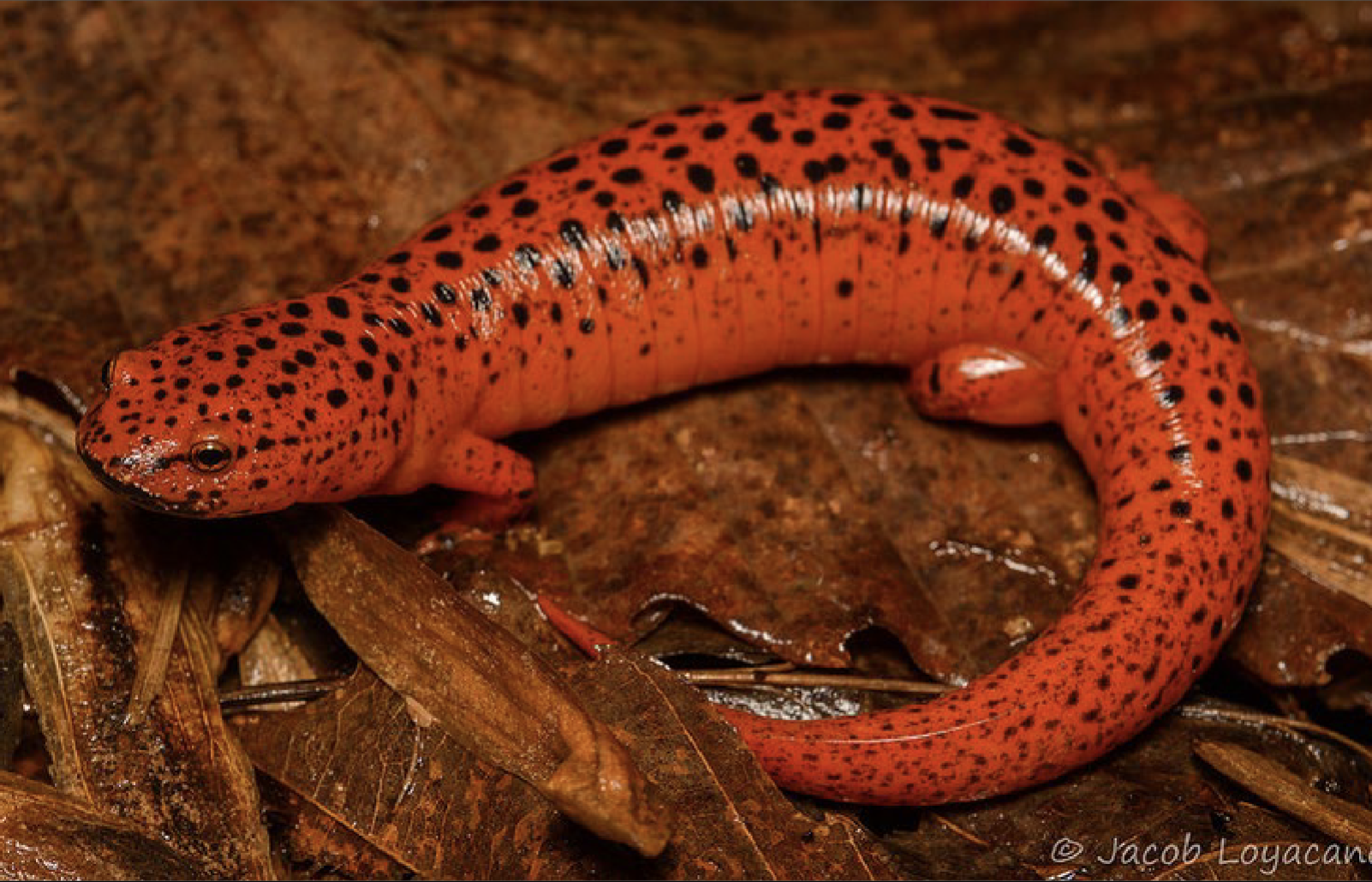 <p>Pseudotriton ruber</p>