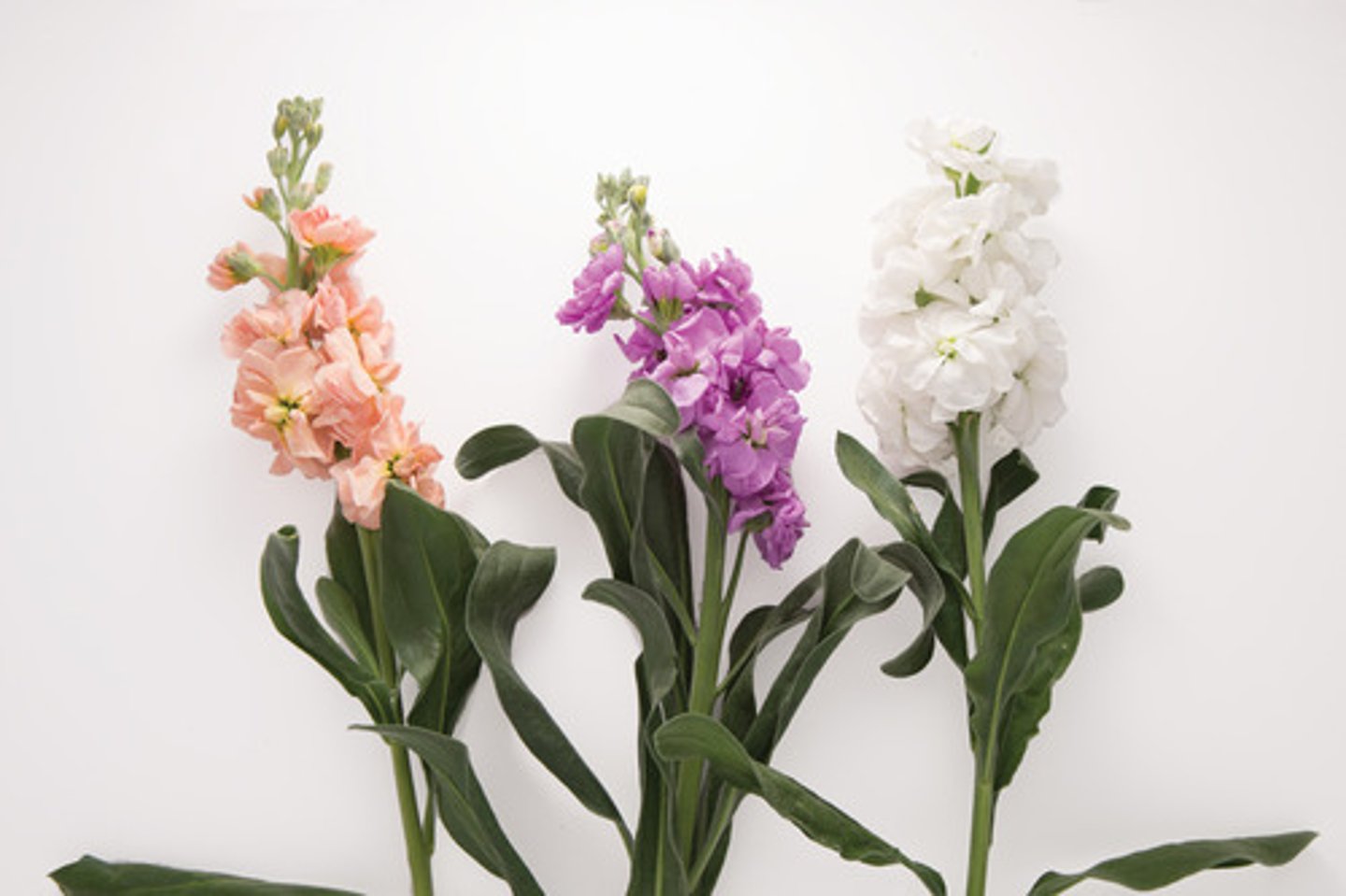 <p>Stock Flower; Line</p>