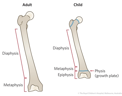 <p>The<strong> SHAFT of a long bone that’s MADE OF COMPACT BONE</strong> with SMALL AMOUNT OF SPONGY BONE </p>