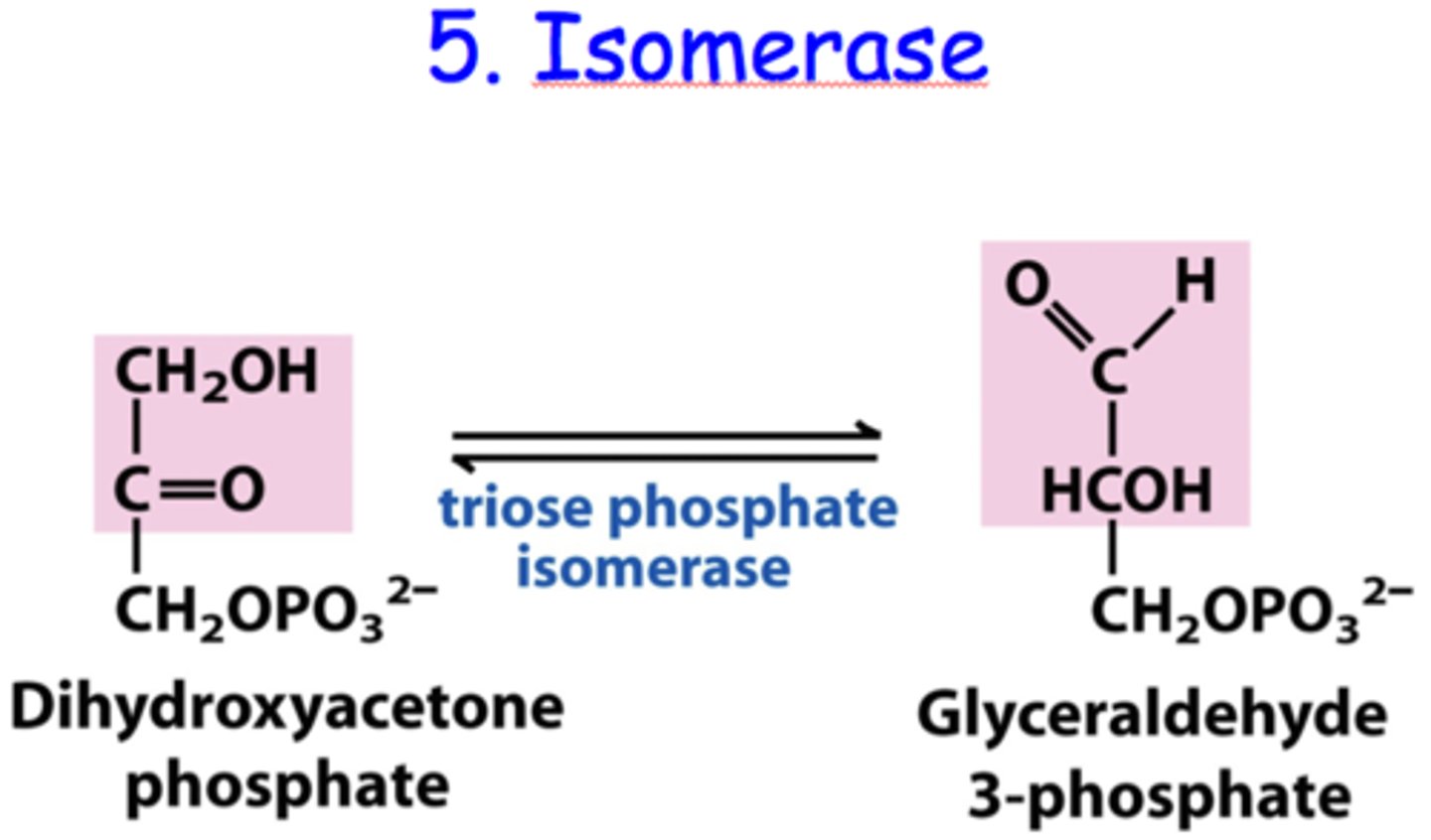 <p>catalyze isomerization changes within a single molecule</p><p>A-B → B-A</p><p>facilitates rearrangments</p>