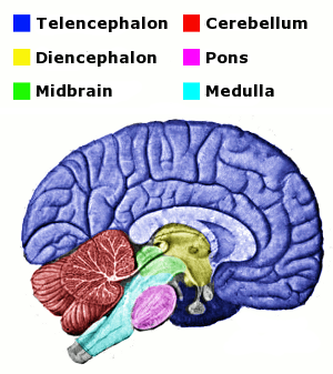 <p>Red</p>