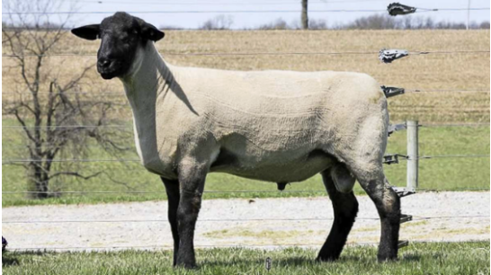 <p>What is this breed? </p>