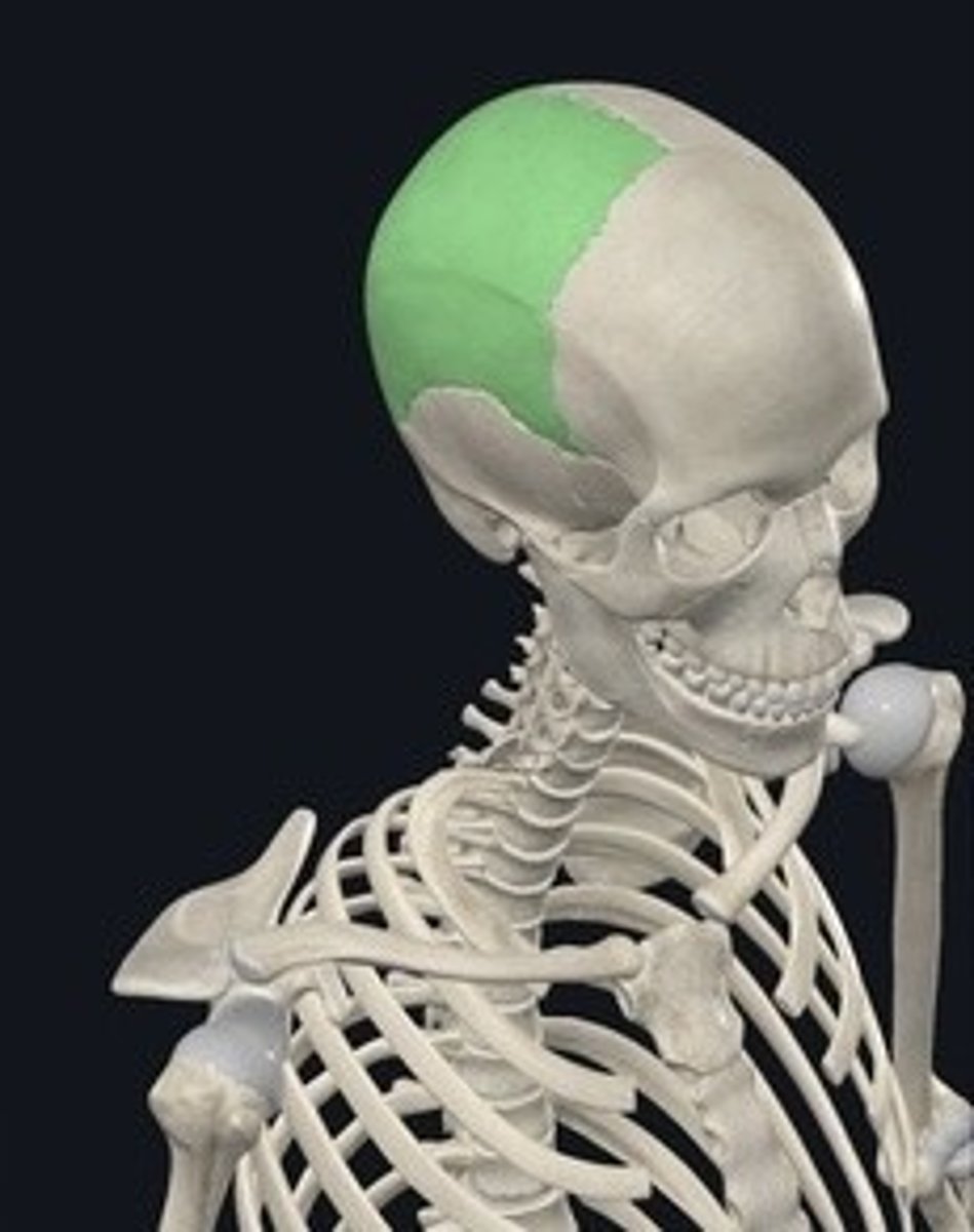 <p>Two bones forming the top and sides of the skull.</p>