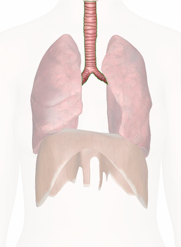 <p>What is the "windpipe"; the structure that connects the pharynx to the lungs?</p>