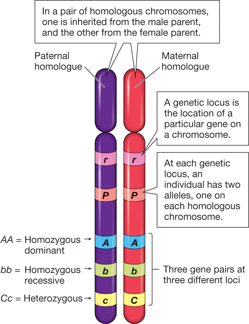 <p>Pairs of chromosomes in a diploid organism that have the same content and order of genes but may contain different gene variants, or alleles</p><p></p><p><strong><mark data-color="rgba(0, 0, 0, 0)" style="background-color: rgba(0, 0, 0, 0); color: inherit;">pairs of matching chromosomes in a diploid organism, with one set inherited from the mother (maternal) and one from the father (paternal)</mark></strong><span><span>. They contain the same genes in the same order, but may have different versions (alleles).</span></span></p>