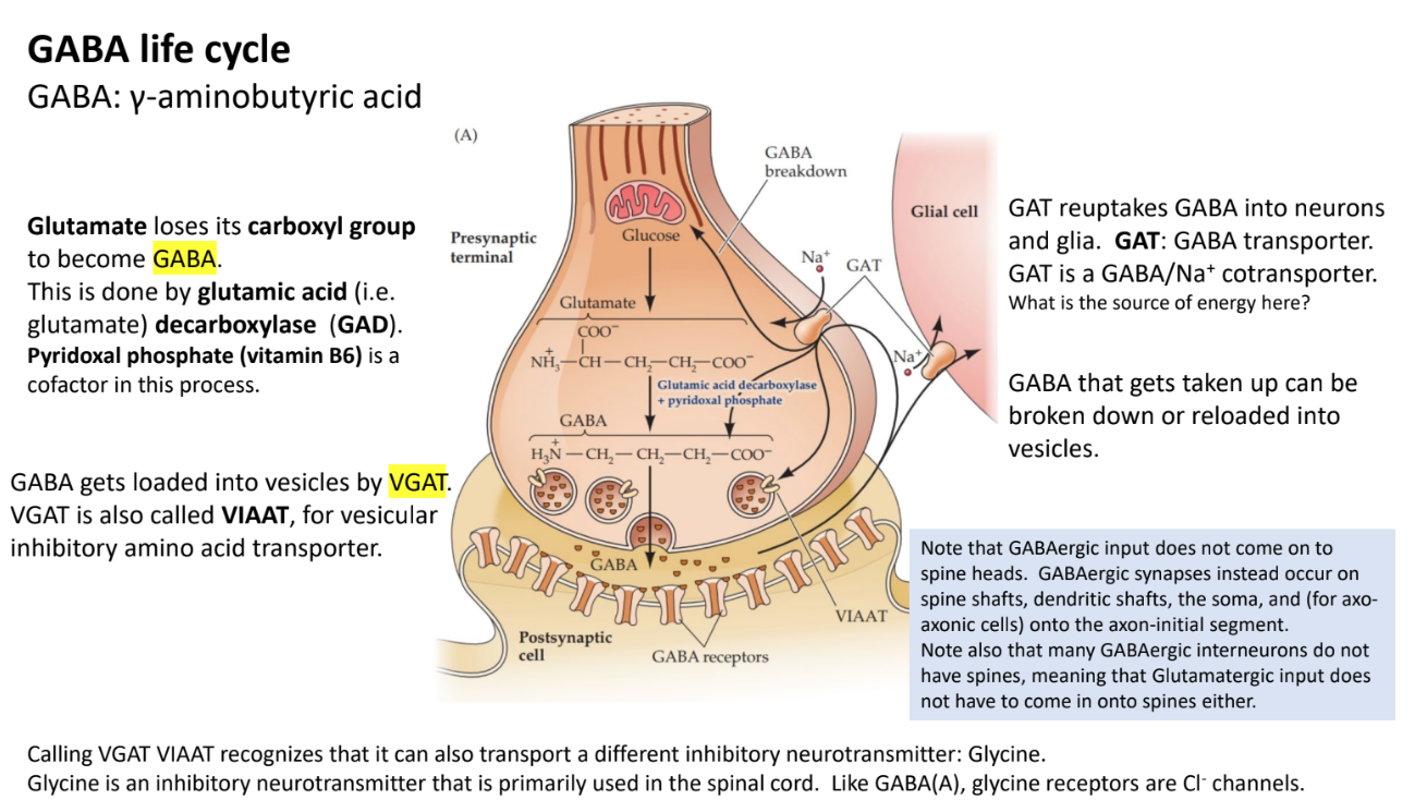 <p>It can be <strong>broken down</strong> or <strong>repackaged into vesicles</strong> for reuse.</p>