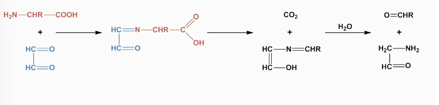 <ul><li><p>combination of decarboxylation and deamination</p></li><li><p>Removal of a-carboxylic acid and a amino gorup:</p></li><li><p>results in:</p><ul><li><p>Formation of aldehydes (aroma compounds)&nbsp;</p></li></ul></li></ul><p></p>