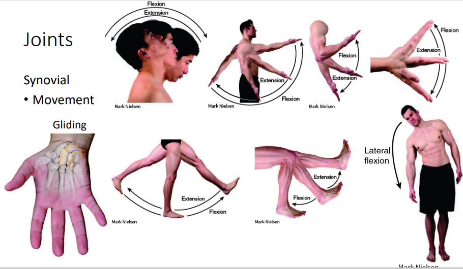 <p>Synovial (Movement) - <span style="color: red"><strong>Flexion and Extension</strong></span></p><p><strong>*just read/study</strong></p>