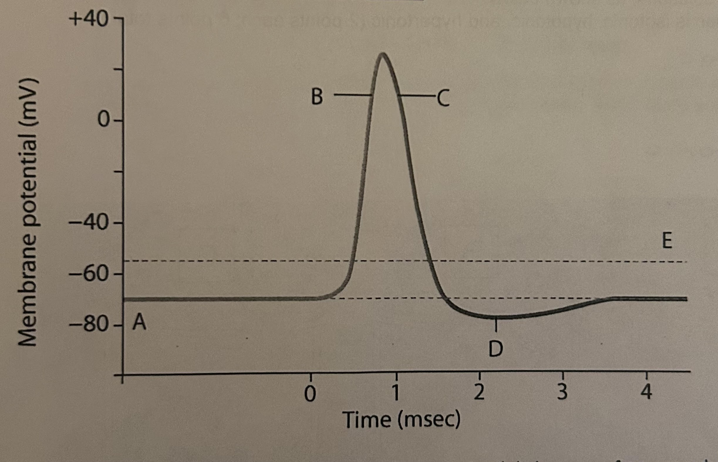 <p>label the graphs in terms of the name of the membrane potential value or the type of polarization that is occurring </p>