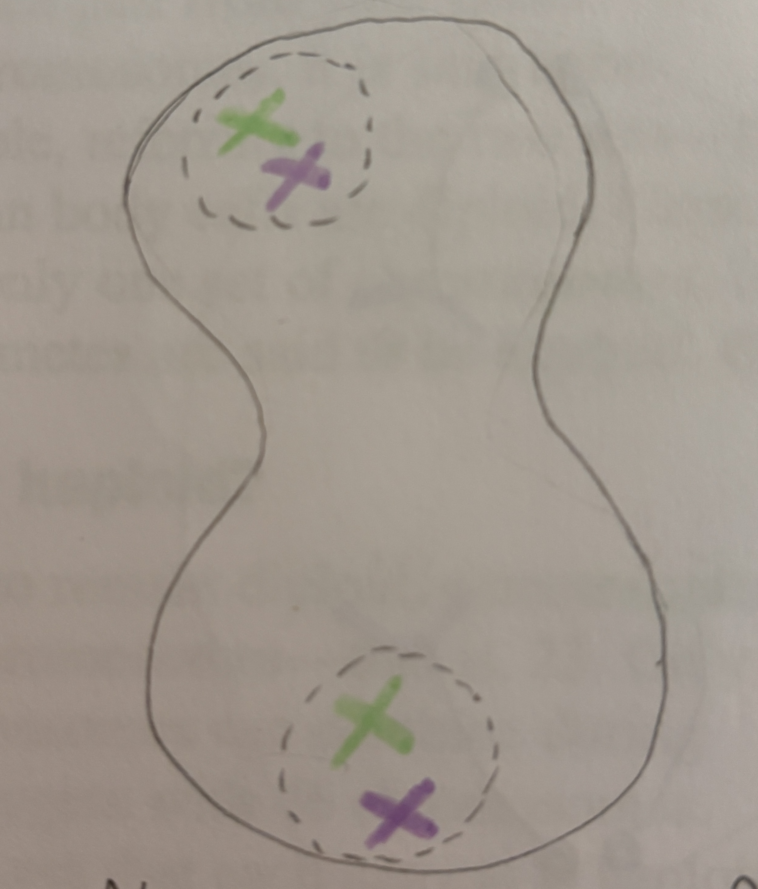 <p>Nuclear membrane forms around each new nucleus. Spindle fibers break down. <strong>Cell begins to divide</strong> (cytokinesis) </p>