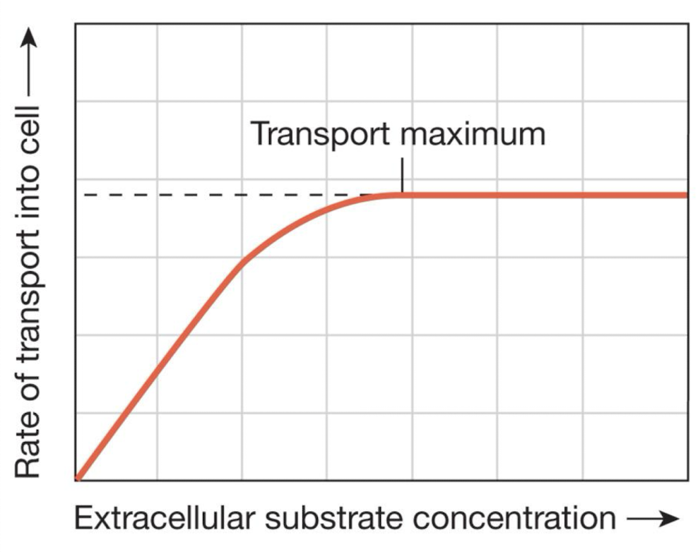 <ul><li><p>the transport can reach a maximum rate when all the carrier binding sites are filled with substrate</p></li><li><p>extracellular substrate concentration→transport rate is proportional to substrate concentration until the carriers are saturated</p></li></ul><p></p>