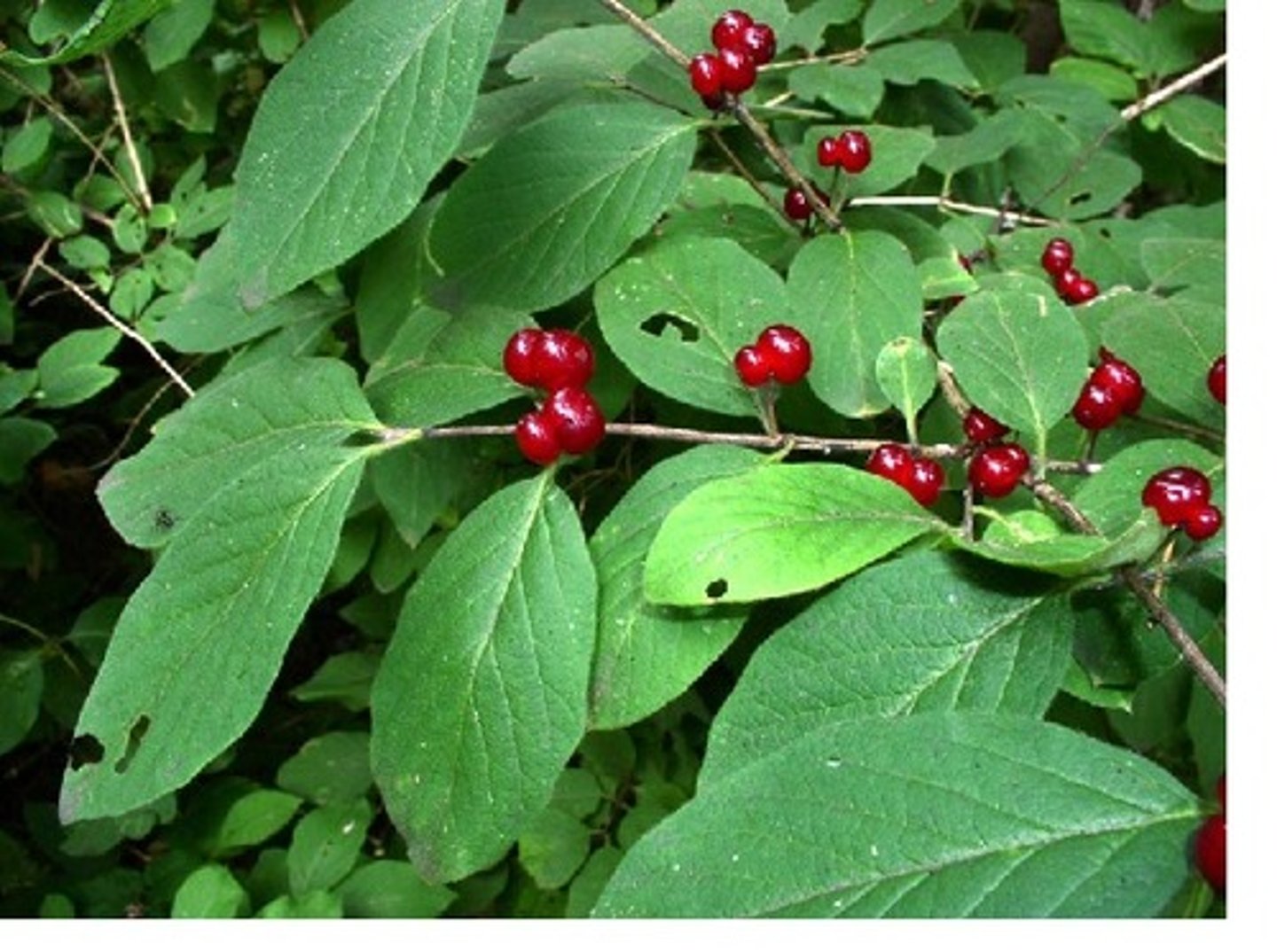<p>Lonicera x bella</p>