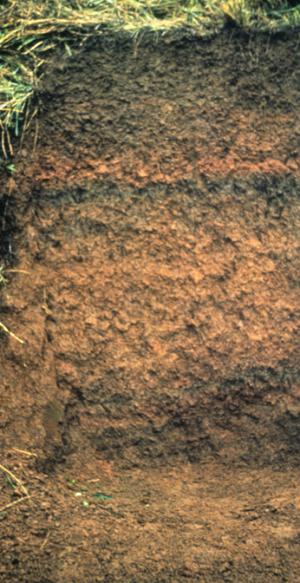 <p>Andisols</p>