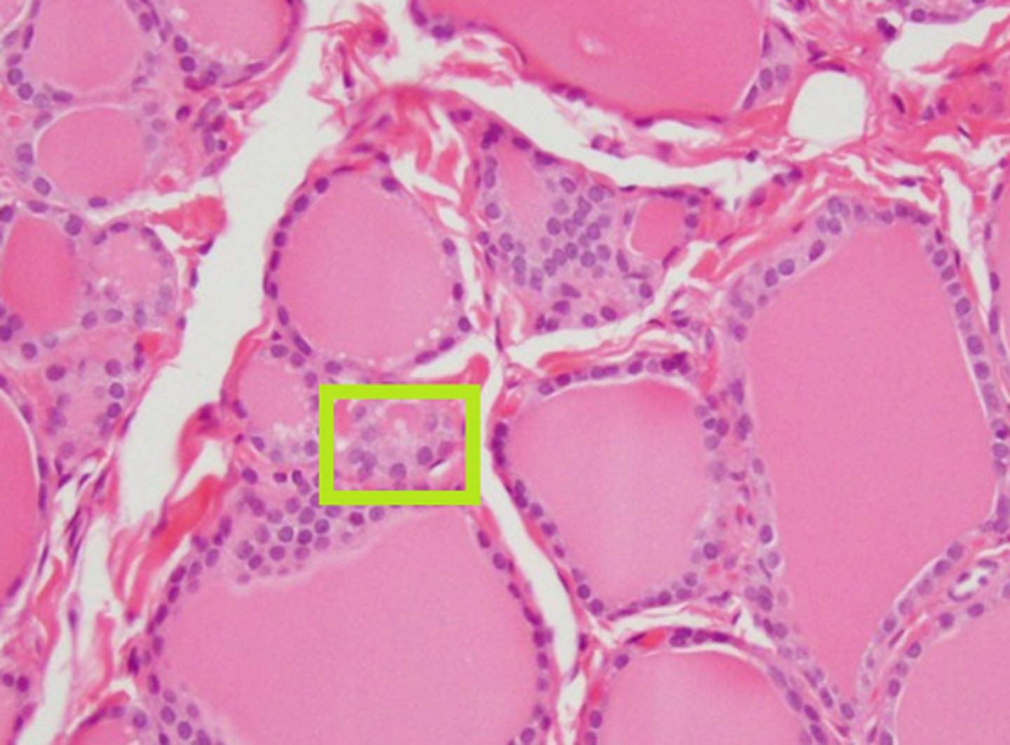 <p>produce calcitonin to regulate calcium homeostasis</p>