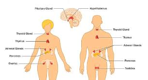 <p>adrenal glands, pituitary gland, pancreas, testes, thyroid, ovaries</p>