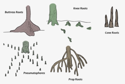 <p>Lacunae, buttresses, knees, and adventitious roots.</p>