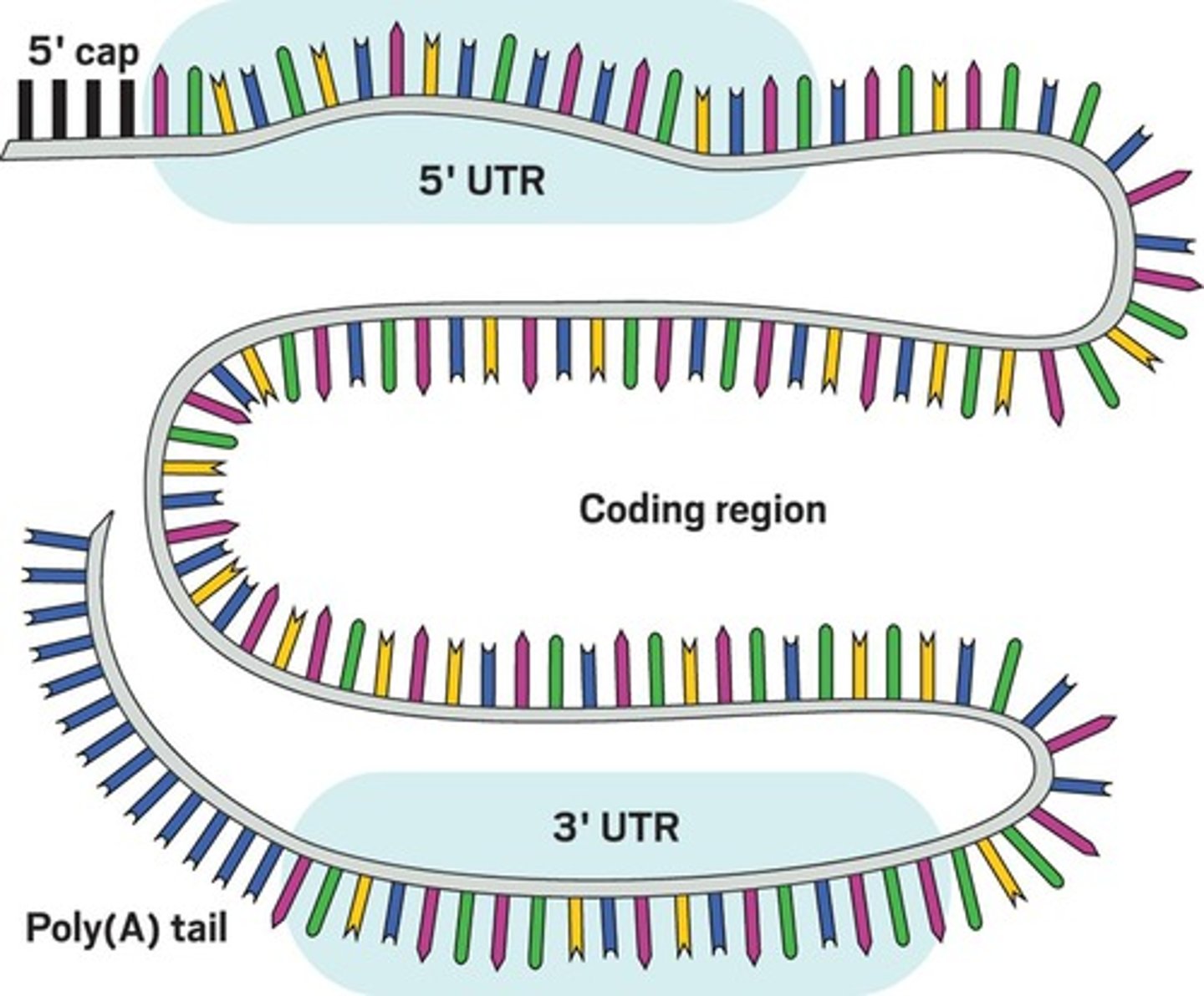 <p>Messenger RNA coding for specific polypeptides.</p>