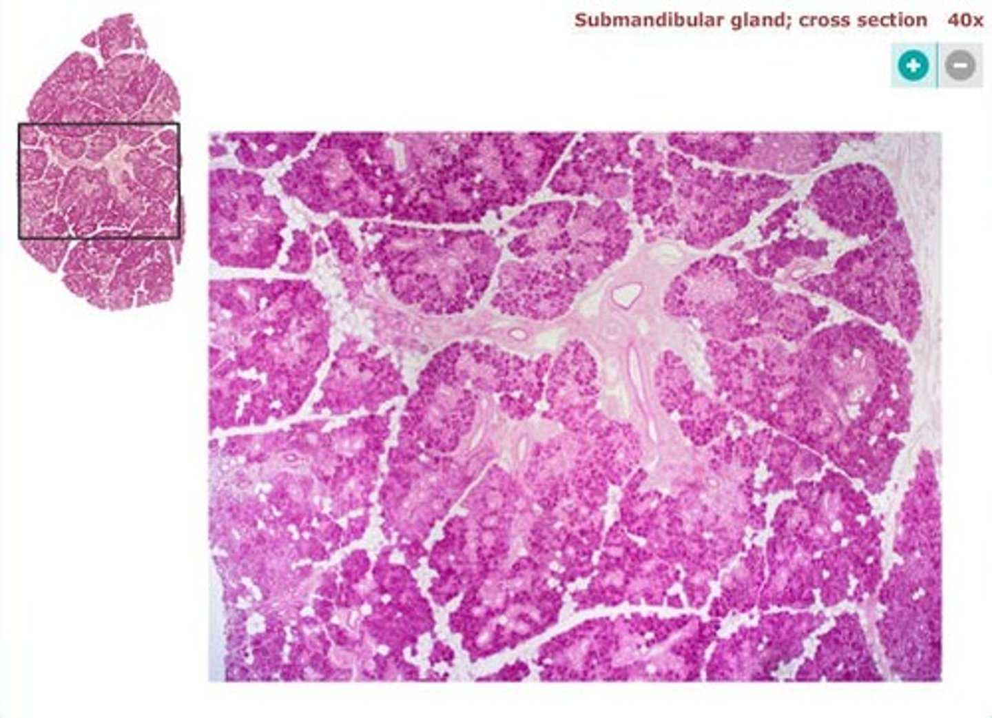 <p>simple columnar epithelium</p>