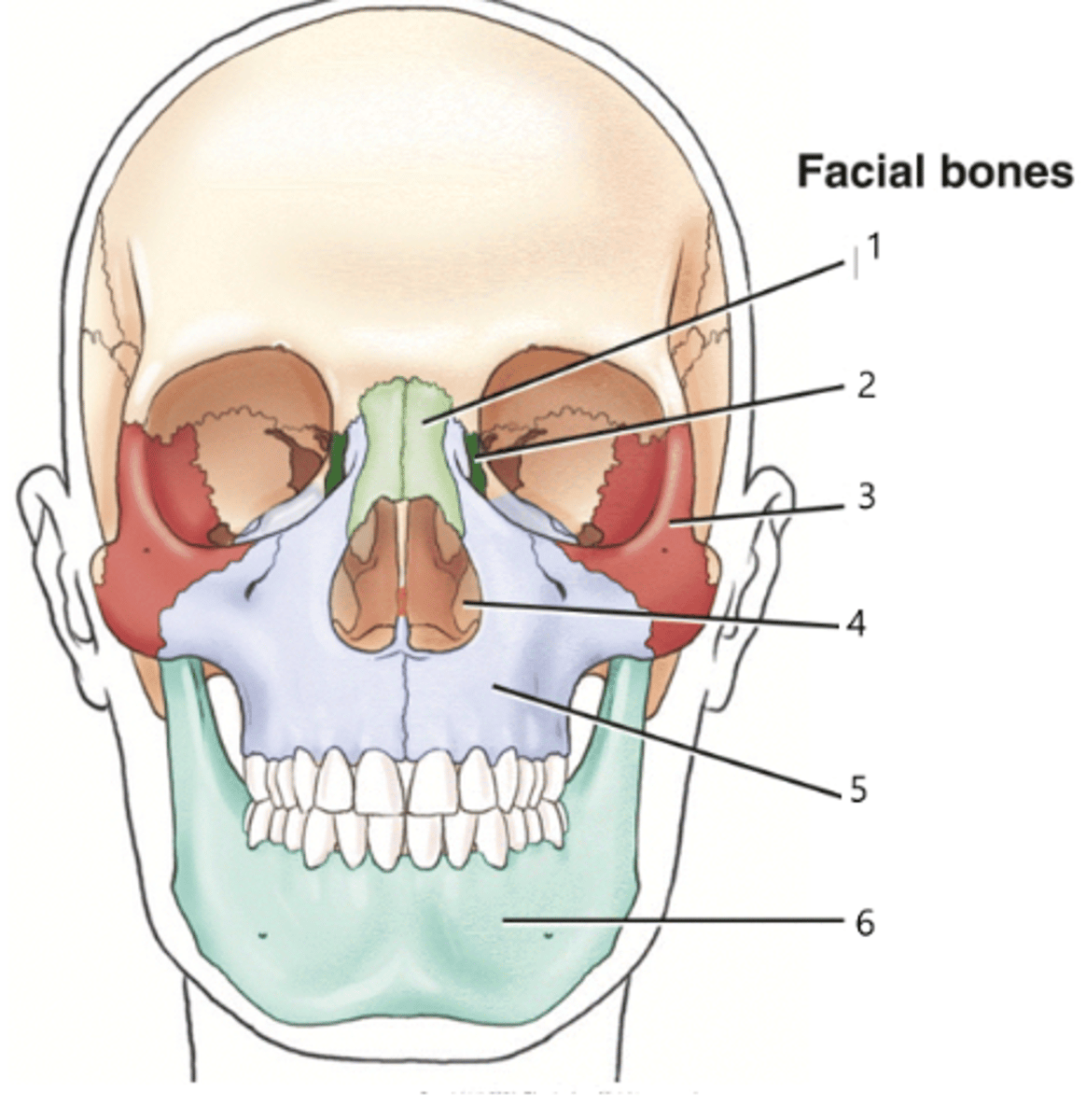<p>What structure is identified by the number 3?</p>