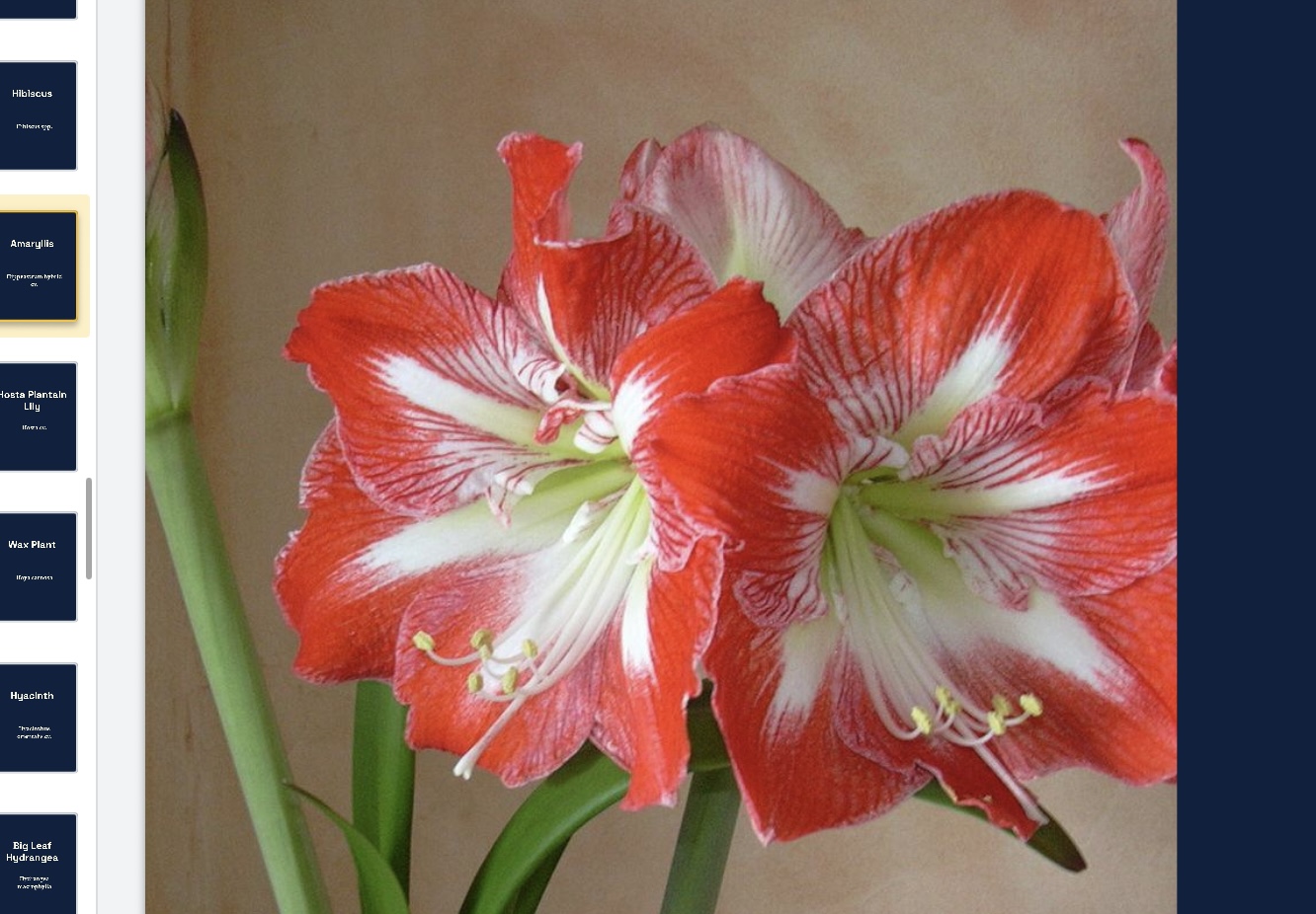 <p>Hippeastrum hybrid cv. </p>