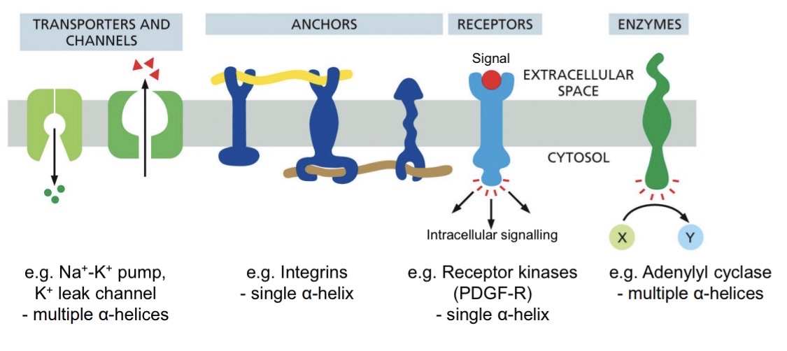 <p>Each protein has a specific orientation—essential for function</p><ul><li><p>transporters and channels (sodium/potassium pump)</p></li><li><p>anchors (integrins)</p></li><li><p>receptors (receptor kinases)</p></li><li><p>enzymes (adenylyl cyclase)</p></li></ul><p></p>