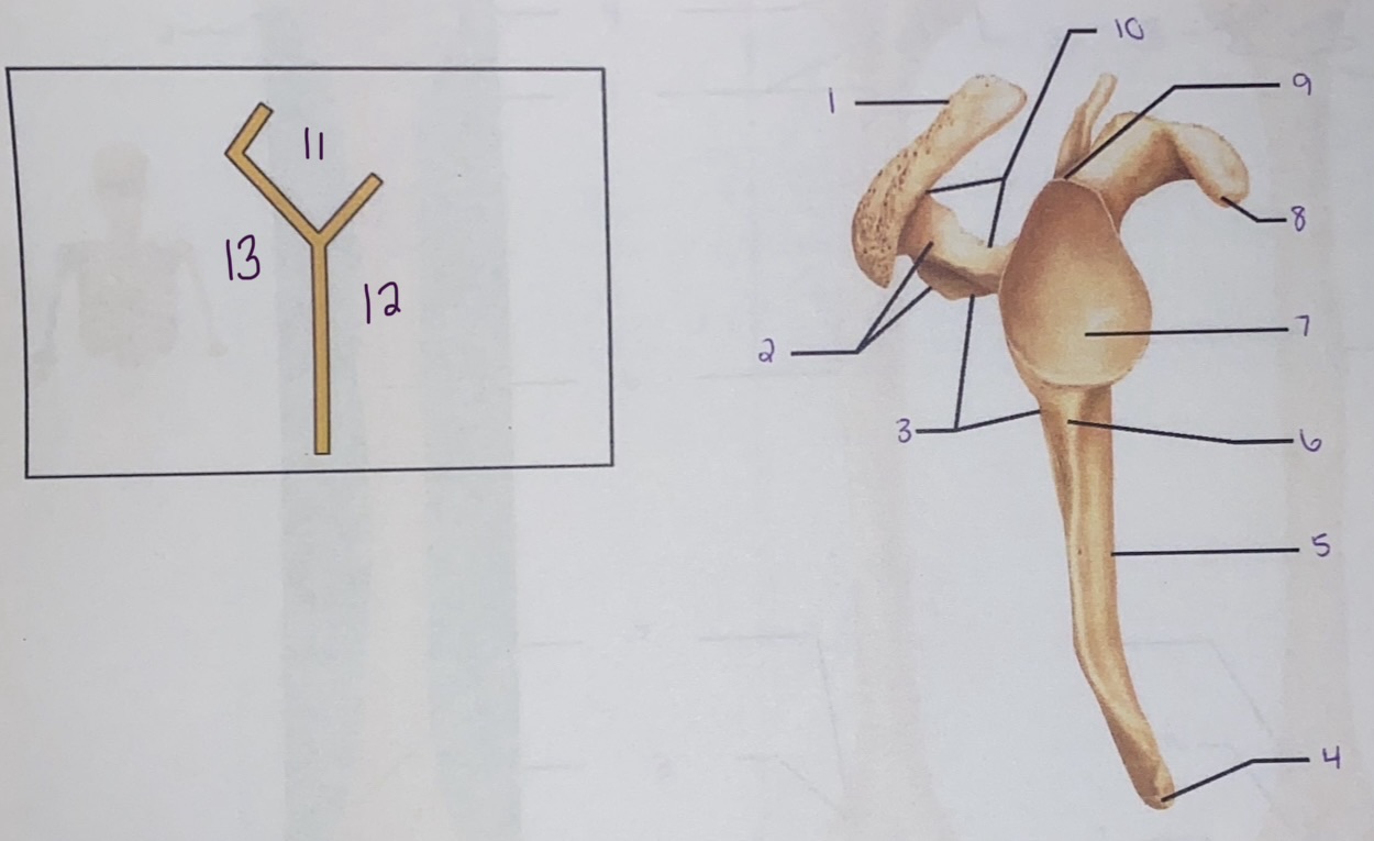 <p>9</p>